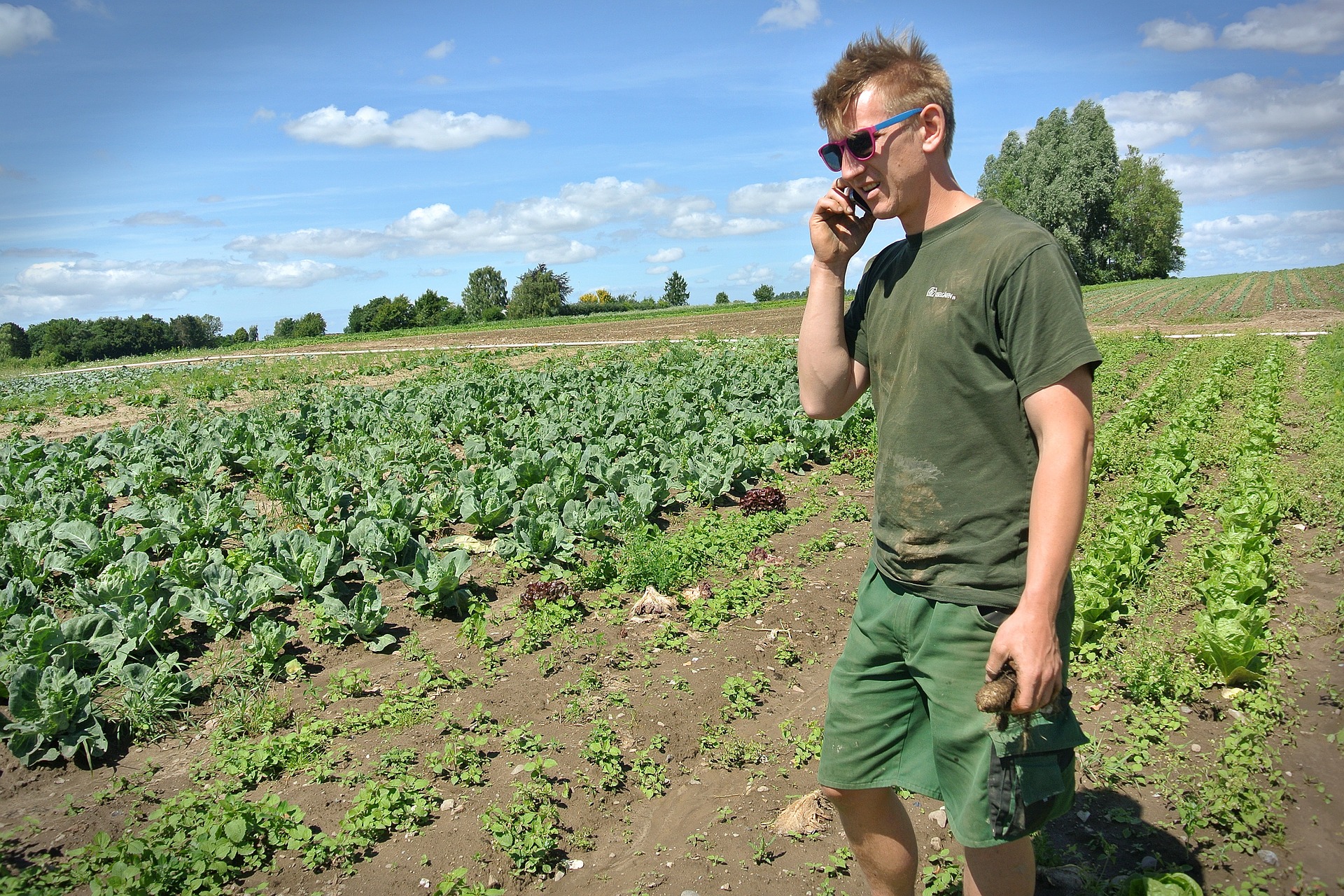 agriculteur amap Comme un pingouin dans le désert